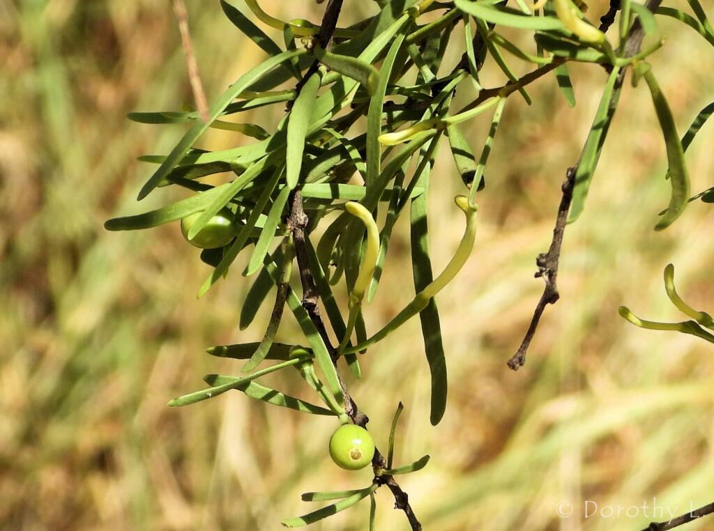 Harlequin Mistletoe (Lysiana exocarpi subsp. exocarpi), yellow form, Kunoth Bore NT