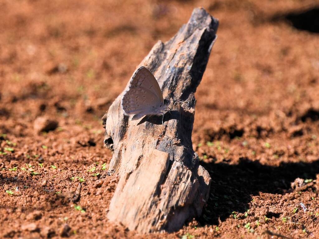 Meadow Argus Butterfly (Junonia villida), Kunoth Bore NT © Dorothy Latimer