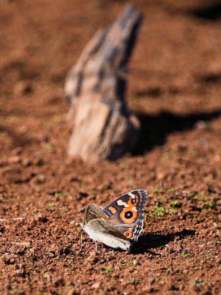 Meadow Argus Butterfly (Junonia villida), Kunoth Bore NT © Dorothy Latimer