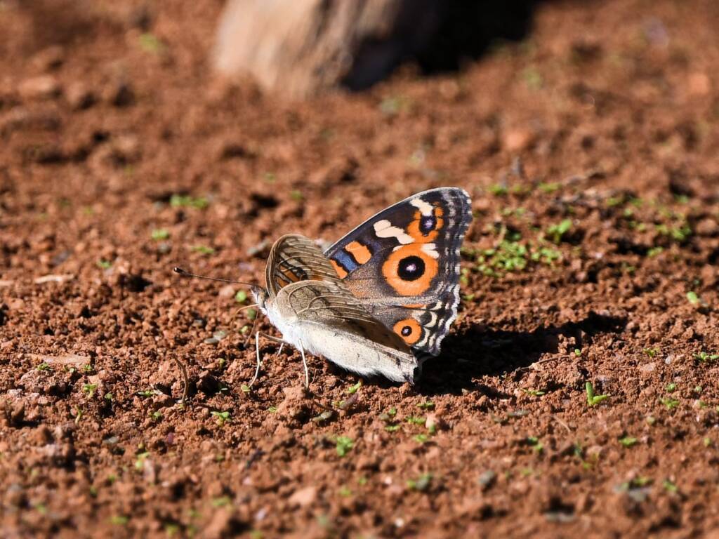 Meadow Argus Butterfly (Junonia villida), Kunoth Bore NT © Dorothy Latimer