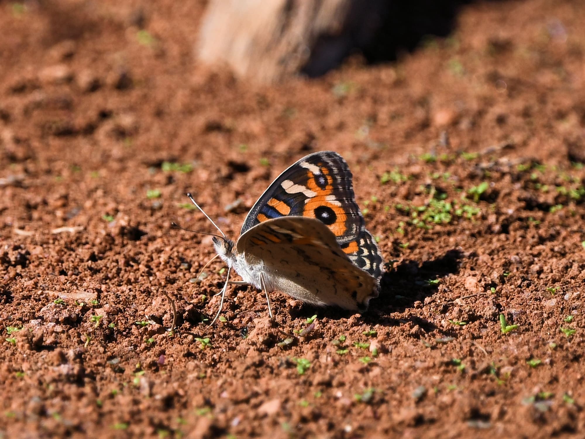 Meadow Argus Butterfly (Junonia villida), Kunoth Bore NT © Dorothy Latimer