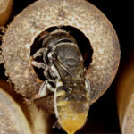 Megachile (hackeriapis) rhodura, Ballandean QLD © Marc Newman