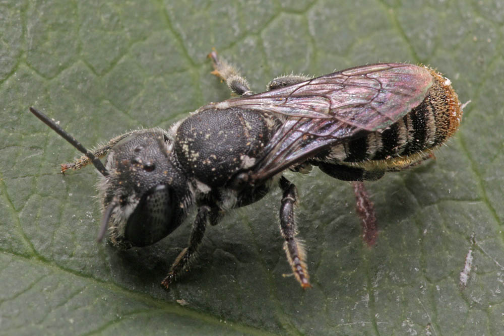 Megachile (hackeriapis) rhodura, Ballandean QLD © Marc Newman