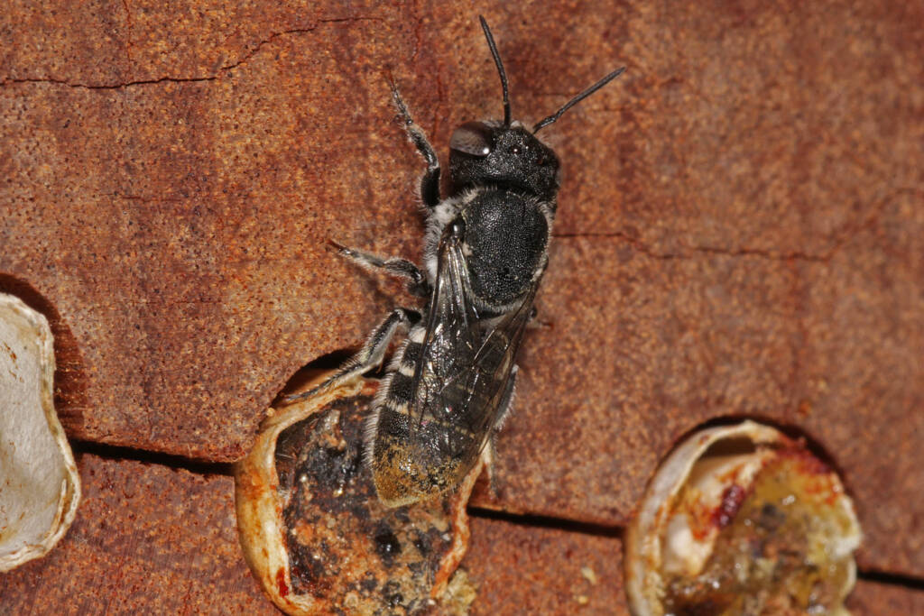 Megachile (hackeriapis) rhodura, Ballandean QLD © Marc Newman