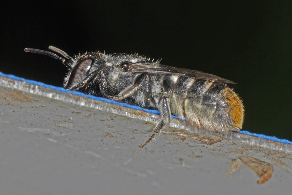 Megachile (hackeriapis) rhodura, Ballandean QLD © Marc Newman