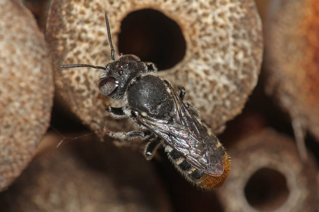 Megachile (hackeriapis) rhodura, Ballandean QLD © Marc Newman