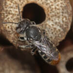 Megachile (hackeriapis) rhodura, Ballandean QLD © Marc Newman