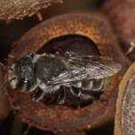 Megachile (hackeriapis) rhodura, Ballandean QLD © Marc Newman