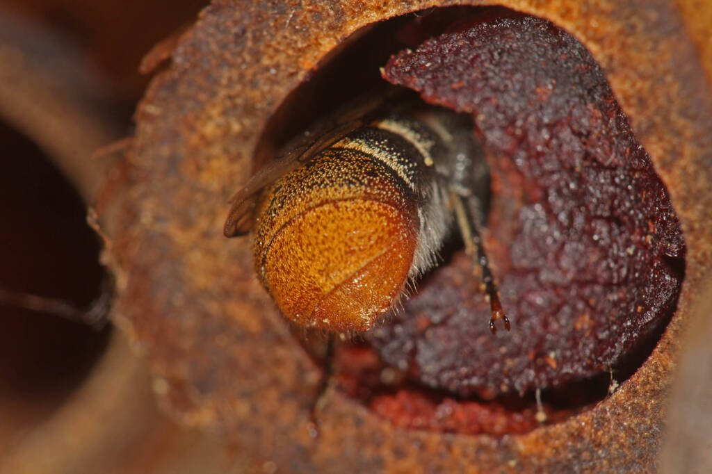 Megachile (hackeriapis) rhodura, Ballandean QLD © Marc Newman