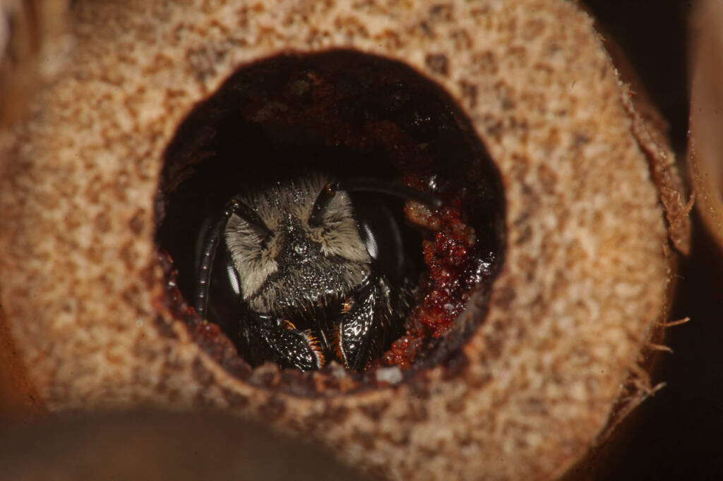 Megachile (hackeriapis) rhodura, Ballandean QLD © Marc Newman