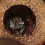 Megachile (hackeriapis) rhodura, Ballandean QLD © Marc Newman