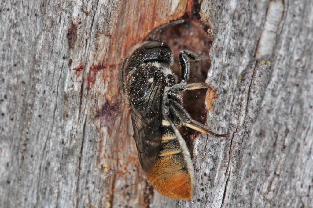 Megachile (hackeriapis) rhodura, Ballandean QLD © Marc Newman
