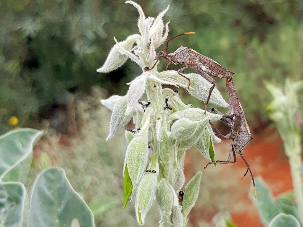 Mictis profana (Crusader Bug) mating, Alice Springs Desert Park NT