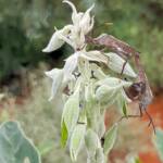Mictis profana (Crusader Bug) mating, Alice Springs Desert Park NT