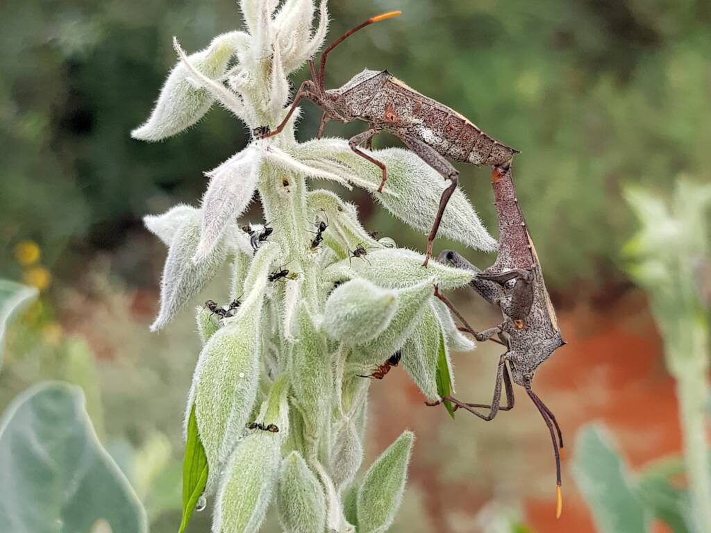 Mictis profana (Crusader Bug) mating, Alice Springs Desert Park NT