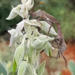 Mictis profana (Crusader Bug) mating, Alice Springs Desert Park NT