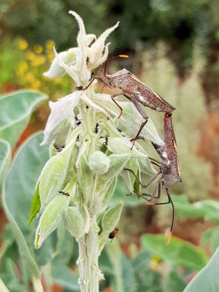 Mictis profana (Crusader Bug) mating, Alice Springs Desert Park NT