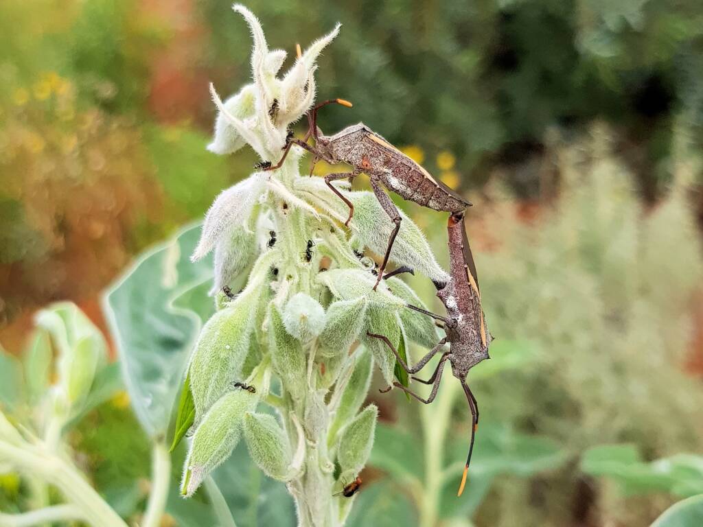 Mictis profana (Crusader Bug) mating, Alice Springs Desert Park NT