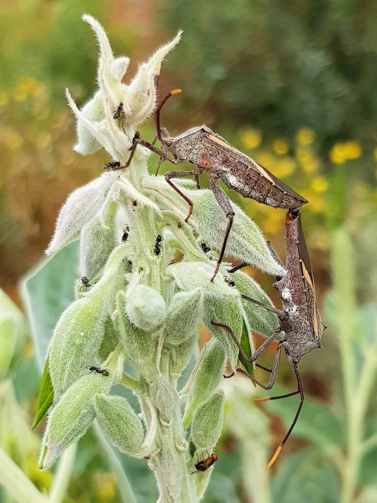 Mictis profana (Crusader Bug) mating, Alice Springs Desert Park NT