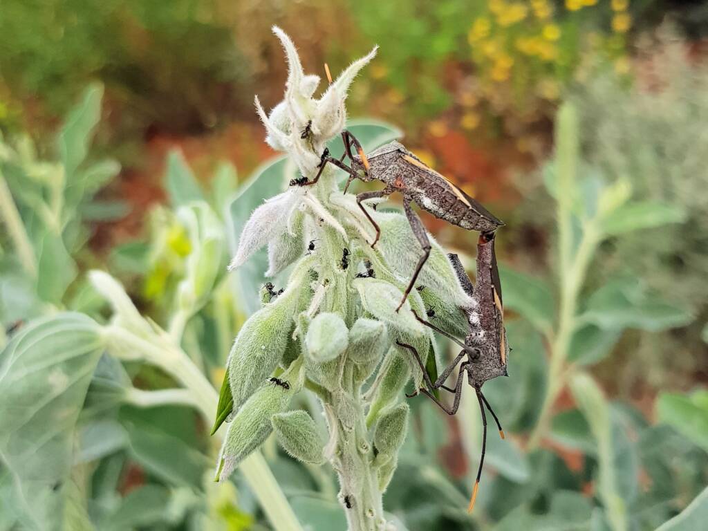 Mictis profana (Crusader Bug) mating, Alice Springs Desert Park NT
