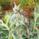Mictis profana (Crusader Bug) mating, Alice Springs Desert Park NT