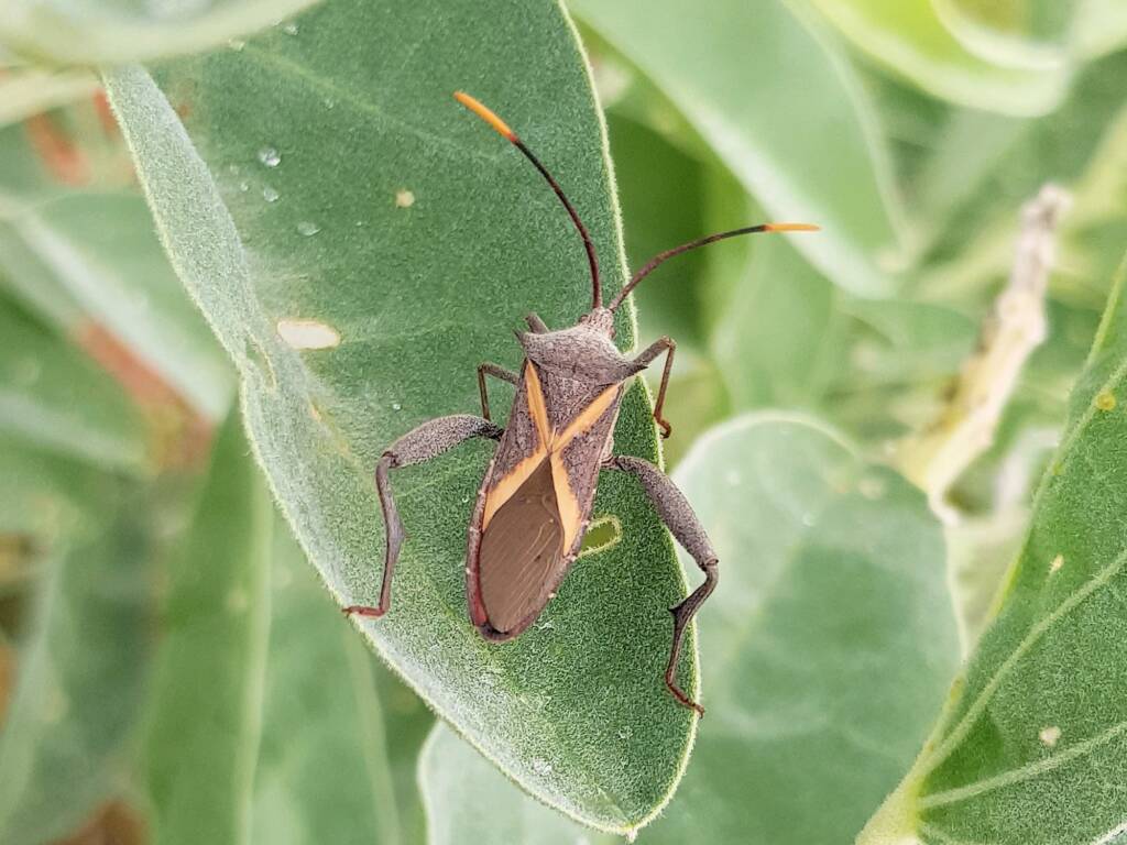 Male Mictis profana (Crusader Bug), Alice Springs Desert Park NT