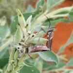 Mictis profana (Crusader Bug) mating, Alice Springs Desert Park NT