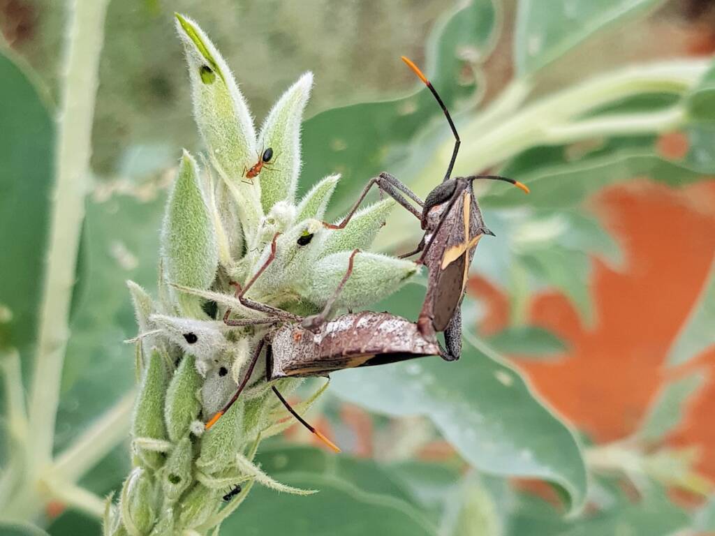 Mictis profana (Crusader Bug) mating, Alice Springs Desert Park NT