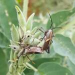Mictis profana (Crusader Bug) mating, Alice Springs Desert Park NT