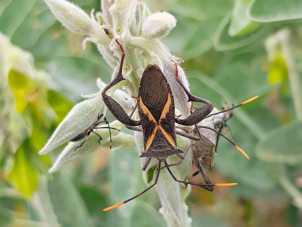 Mictis profana (Crusader Bug), Alice Springs Desert Park NT
