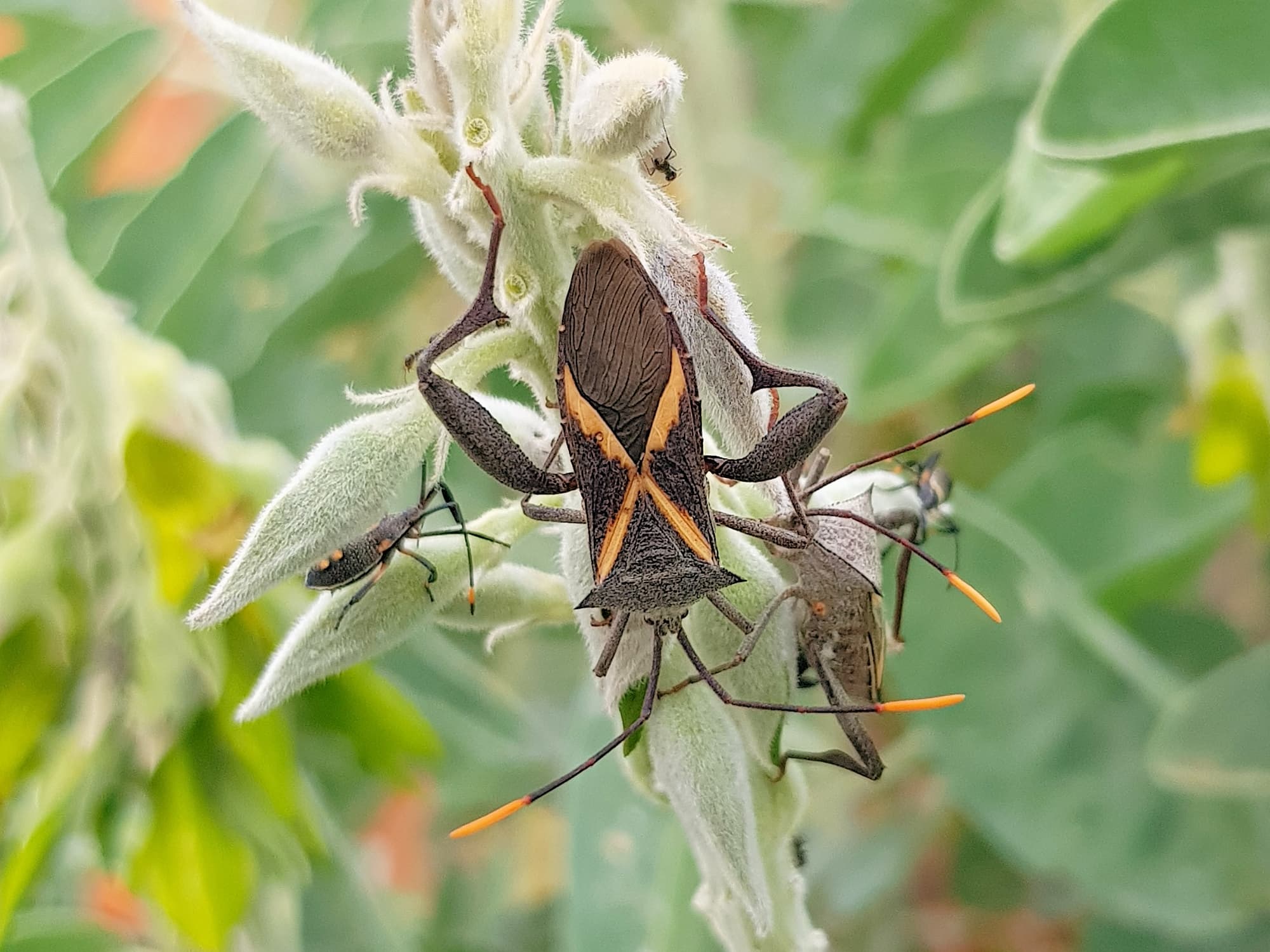 Mictis profana (Crusader Bug), Alice Springs Desert Park NT