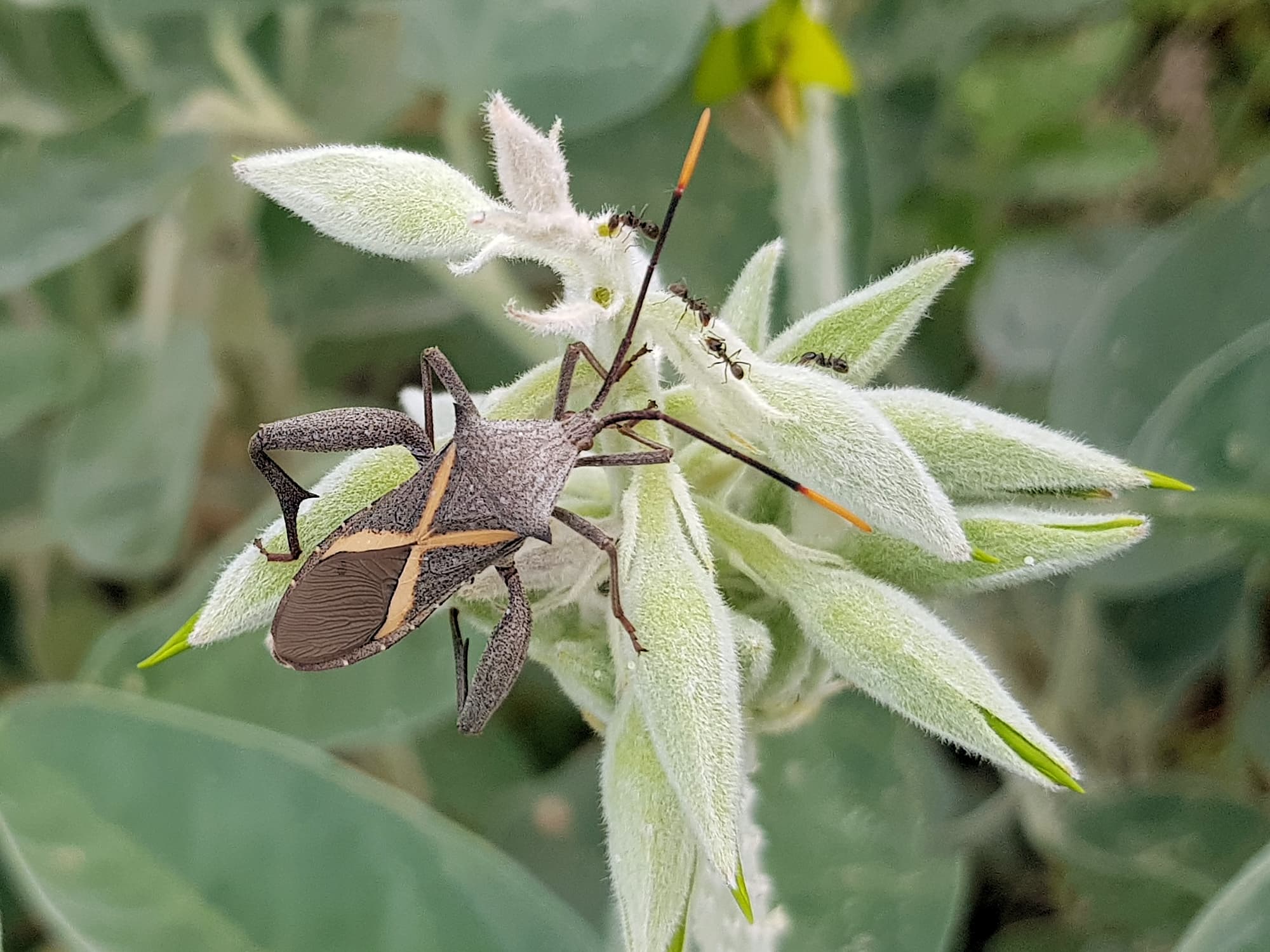 Mictis profana (Crusader Bug), Alice Springs Desert Park NT