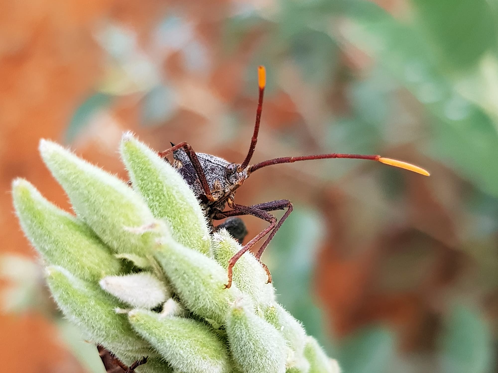 Mictis profana (Crusader Bug), Alice Springs Desert Park NT