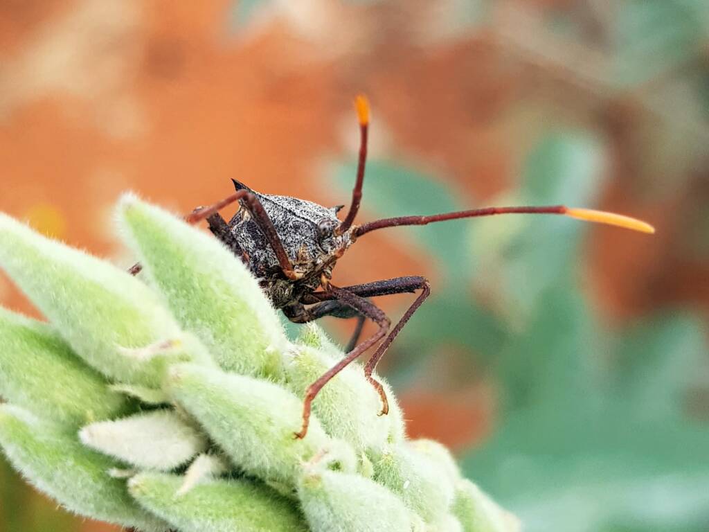 Mictis profana (Crusader Bug), Alice Springs Desert Park NT