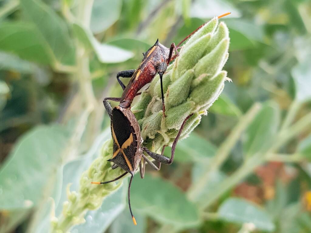 Mictis profana (Crusader Bug), Alice Springs Desert Park NT
