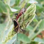Mictis profana (Crusader Bug), Alice Springs Desert Park NT