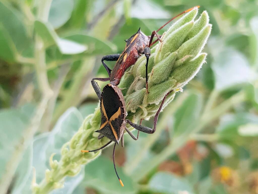 Mictis profana (Crusader Bug), Alice Springs Desert Park NT