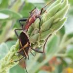 Mictis profana (Crusader Bug), Alice Springs Desert Park NT
