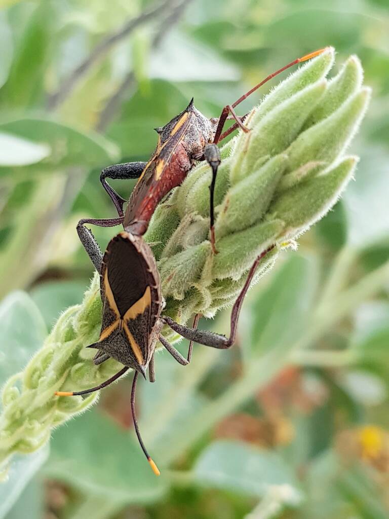 Mictis profana (Crusader Bug), Alice Springs Desert Park NT