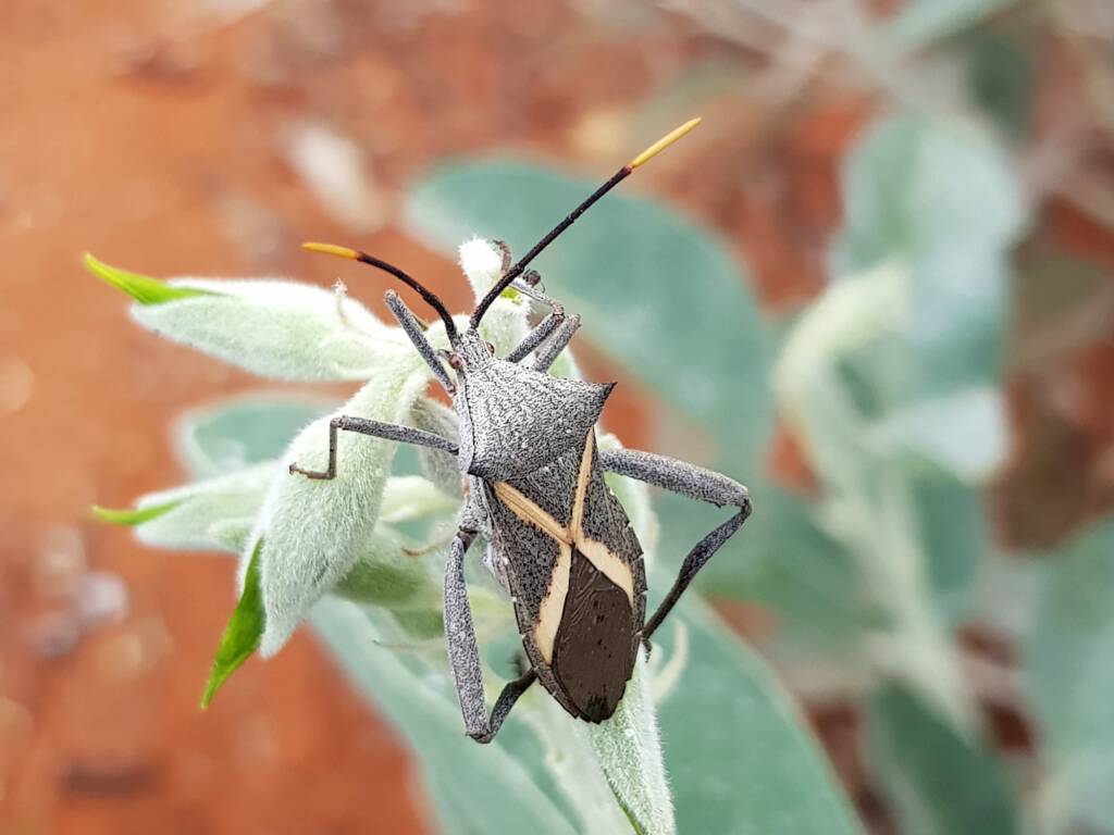 Mictis profana (Crusader Bug), Alice Springs Desert Park NT