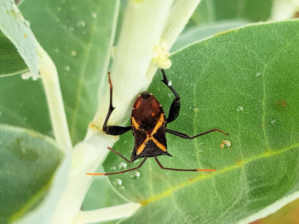 Mictis profana (Crusader Bug), Alice Springs Desert Park NT