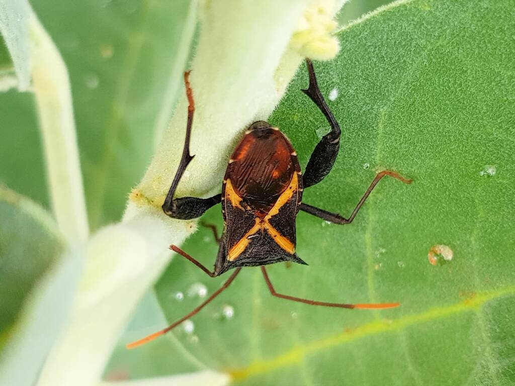 Mictis profana (Crusader Bug), Alice Springs Desert Park NT