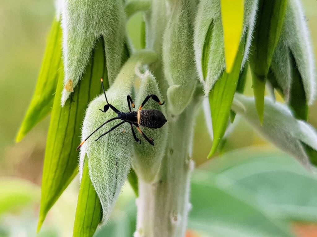 Mictis profana (Crusader Bug) 2nd instar, Alice Springs Desert Park NT