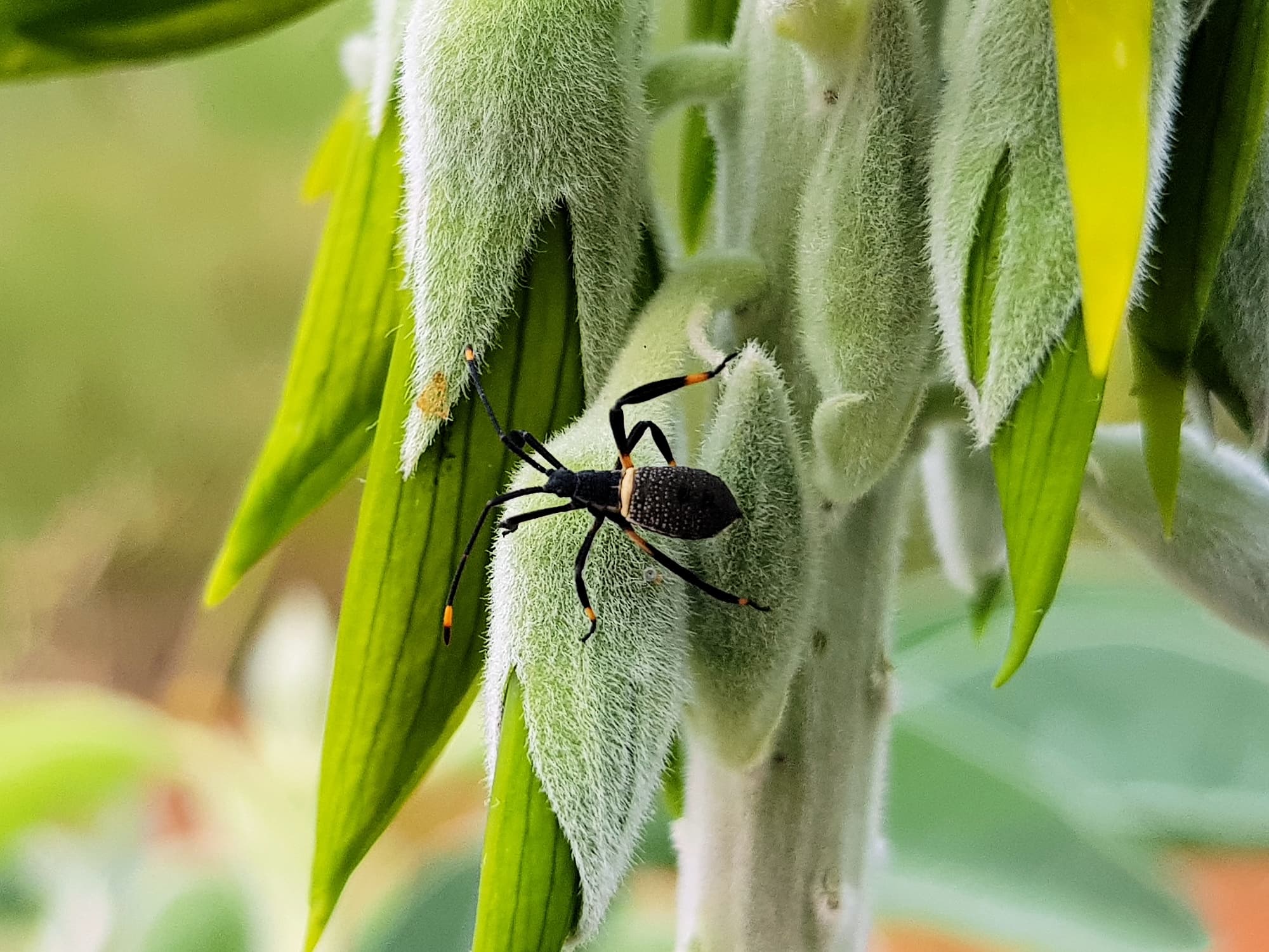 Mictis profana (Crusader Bug) 2nd instar, Alice Springs Desert Park NT