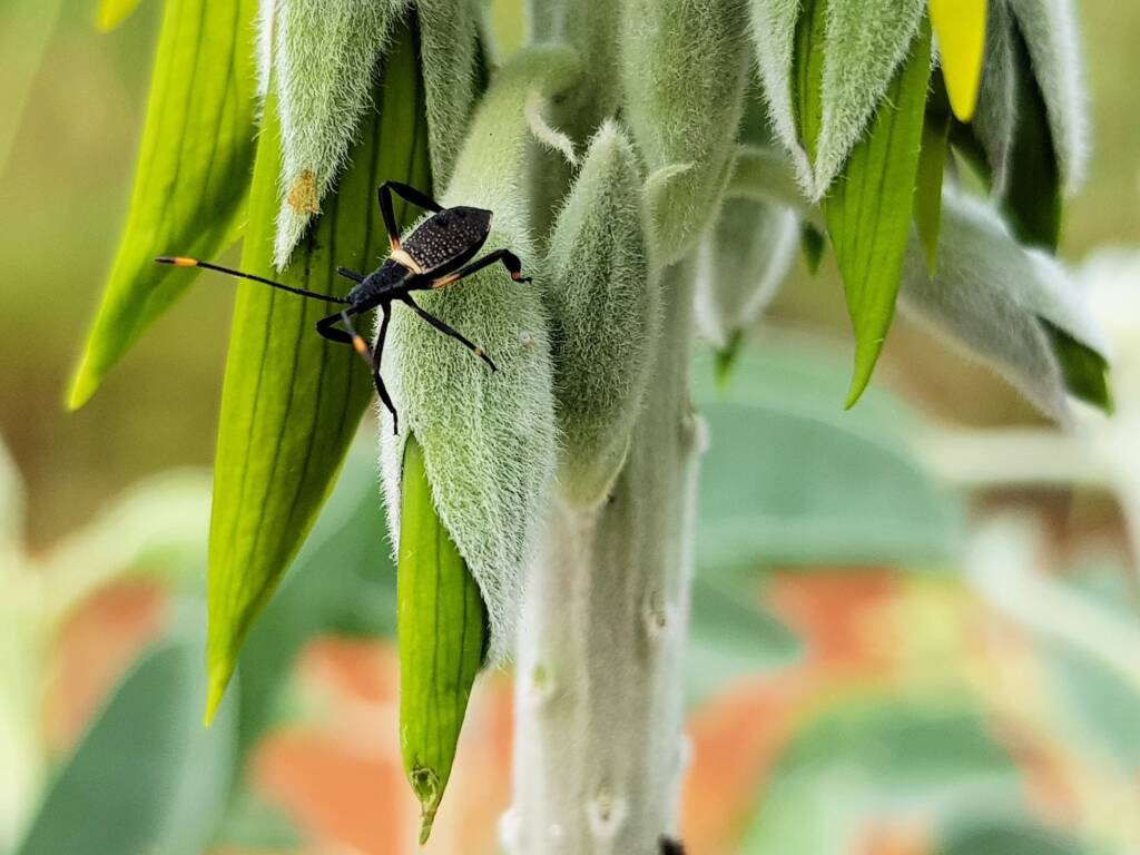 Mictis profana (Crusader Bug) 2nd instar, Alice Springs Desert Park NT