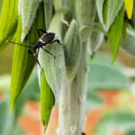 Mictis profana (Crusader Bug) 2nd instar, Alice Springs Desert Park NT