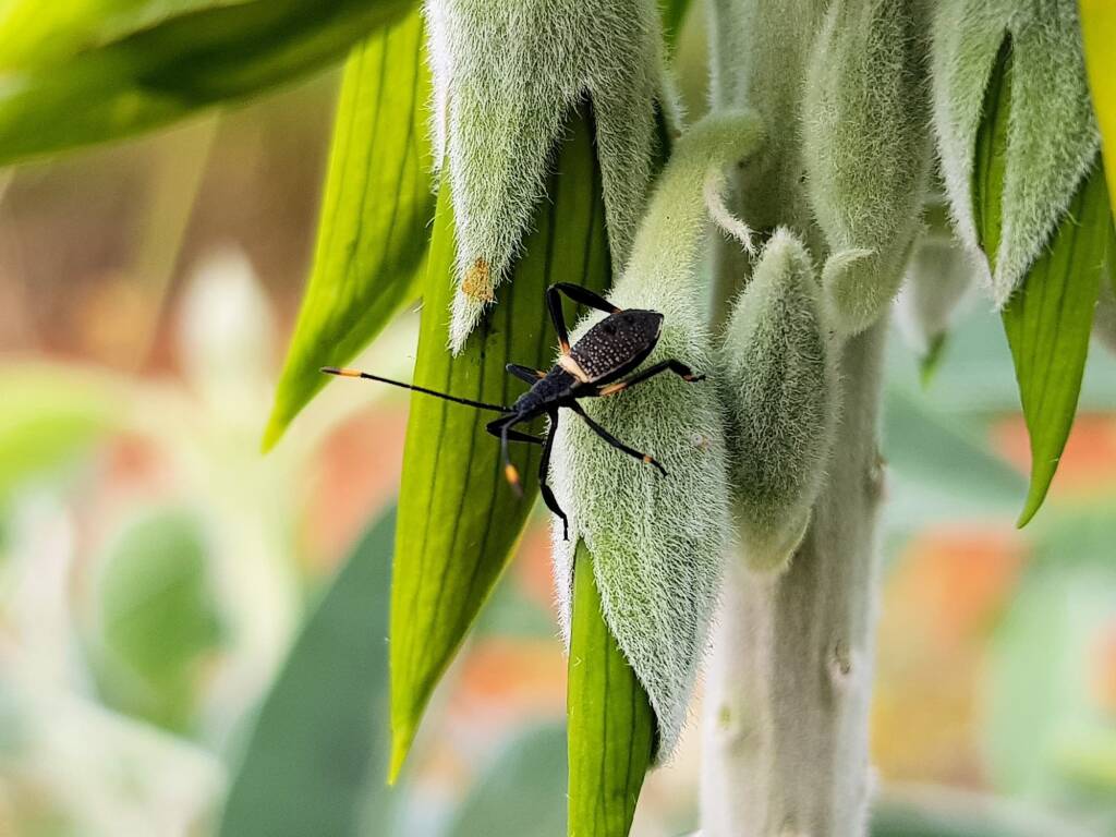 Mictis profana (Crusader Bug) 2nd instar, Alice Springs Desert Park NT