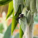 Mictis profana (Crusader Bug) 2nd instar, Alice Springs Desert Park NT