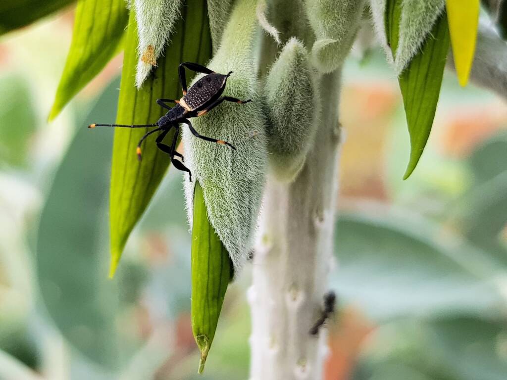 Mictis profana (Crusader Bug) 2nd instar, Alice Springs Desert Park NT