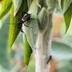 Mictis profana (Crusader Bug) 2nd instar, Alice Springs Desert Park NT